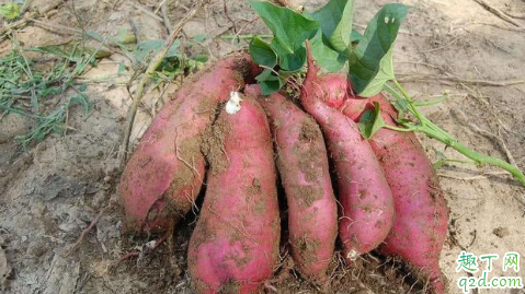 畸形红薯可以吃吗 如何避免种植畸形红薯3