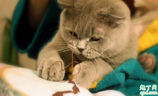 为什么猫咪做了驱虫还是挠 40天小猫能体外驱虫吗1