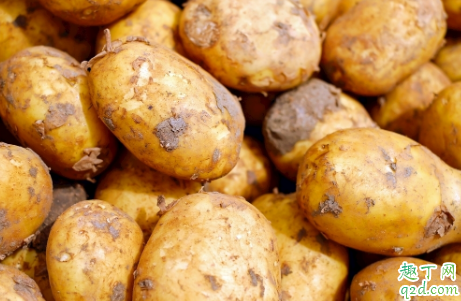 种植大土豆的秘诀是什么?掌握这些土豆个大绝对不在话下4